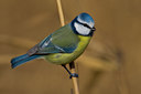 BUITEN BEELD Foto: 48670