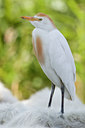BUITEN BEELD Foto: 48684