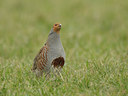 BUITEN BEELD Foto: 48699