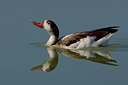 BUITEN BEELD Foto: 48711