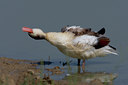 BUITEN BEELD Foto: 48712
