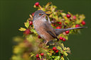 BUITEN BEELD Foto: 48750