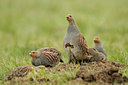BUITEN BEELD Foto: 48754