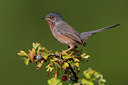 BUITEN BEELD Foto: 48759