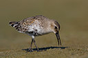 BUITEN BEELD Foto: 48777