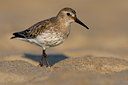 BUITEN BEELD Foto: 48787