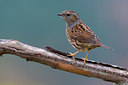 BUITEN BEELD Foto: 48798
