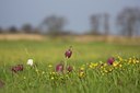 BUITEN BEELD Foto: 48861