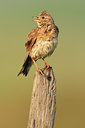 BUITEN BEELD Foto: 48900