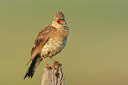 BUITEN BEELD Foto: 48917