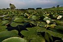 BUITEN BEELD Foto: 48945