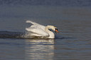 BUITEN BEELD Foto: 48962