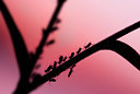 BUITEN BEELD Foto: 48966
