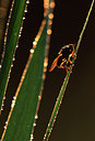 BUITEN BEELD Foto: 48980