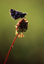 BUITEN BEELD Foto: 48987