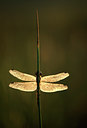 BUITEN BEELD Foto: 48992