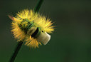 BUITEN BEELD Foto: 48994