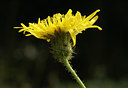 BUITEN BEELD Foto: 4035