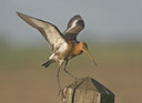 BUITEN BEELD Foto: 4156