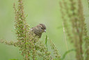 BUITEN BEELD Foto: 4326