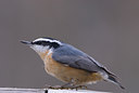BUITEN BEELD Foto: 4390