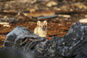 BUITEN BEELD Foto: 4405