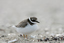 BUITEN BEELD Foto: 4533