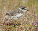 BUITEN BEELD Foto: 4803