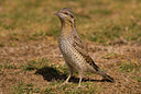 BUITEN BEELD Foto: 4859