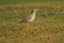 BUITEN BEELD Foto: 4861