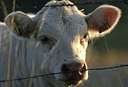 BUITEN BEELD Foto: 49032