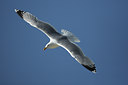 BUITEN BEELD Foto: 49058