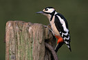 BUITEN BEELD Foto: 49069