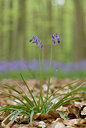 BUITEN BEELD Foto: 49136