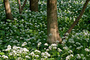 BUITEN BEELD Foto: 49147