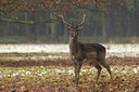BUITEN BEELD Foto: 49154