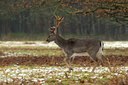 BUITEN BEELD Foto: 49155