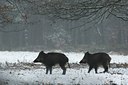 BUITEN BEELD Foto: 49169