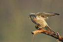 BUITEN BEELD Foto: 49173
