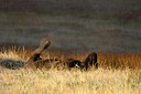 BUITEN BEELD Foto: 49198