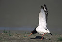 BUITEN BEELD Foto: 49251
