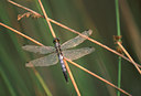 BUITEN BEELD Foto: 49349