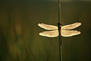 BUITEN BEELD Foto: 49355