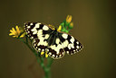 BUITEN BEELD Foto: 49359