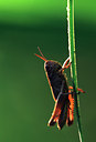 BUITEN BEELD Foto: 49361