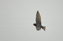 BUITEN BEELD Foto: 49416