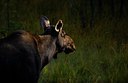 BUITEN BEELD Foto: 49447