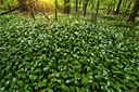 BUITEN BEELD Foto: 49536