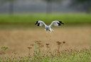 BUITEN BEELD Foto: 49586
