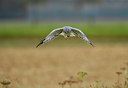 BUITEN BEELD Foto: 49587
